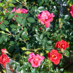 roses2
