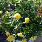 roses2