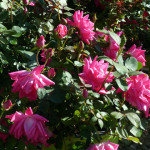 roses