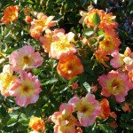 roses3
