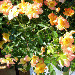 roses3