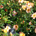 roses4