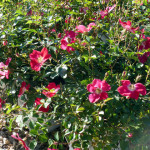 roses4