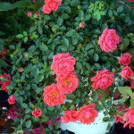 roses5