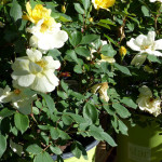 roses6