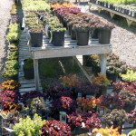 sedums