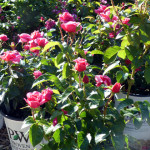shrub1