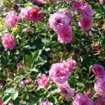 shrub2