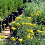 yarrow
