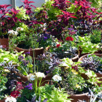 color_cont