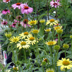 coneflower
