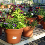 containers