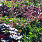 coralbell