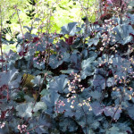 coralbell