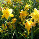 daylilies