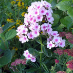 garden_phlox