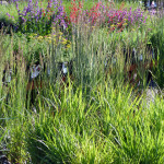 grasses
