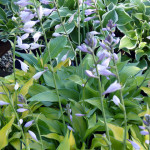 hostas2