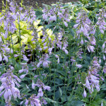 hostas