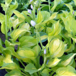 hostas