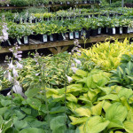 hostas