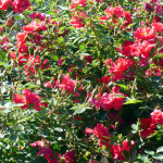 roses