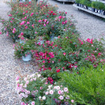 roses