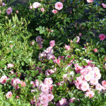 roses2