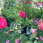 roses