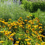 tickseed