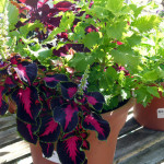 annuals