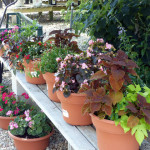 annuals