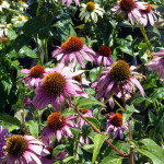 coneflower