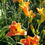 day_orange