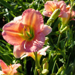 day_peach