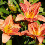 day_peach2