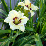 day_white_eye