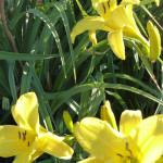 day_yellow