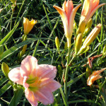 daylily