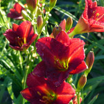 daylily3
