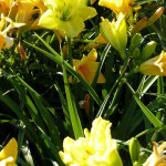 daylily4