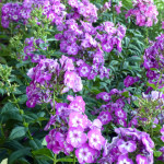 garden_phlox