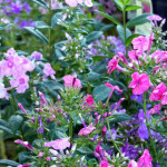 gphlox