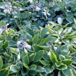 hostas