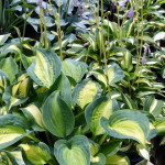 hostas
