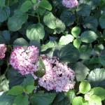 hydra_pink