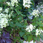 hydra_white
