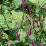 knotweed