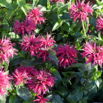 monarda