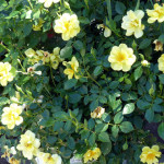 roses_yell